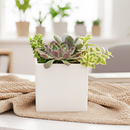 Potted succulent plant on a table with a blurred indoor background