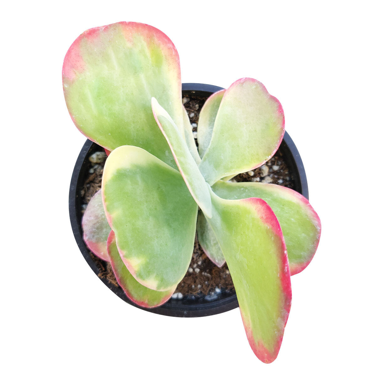 succulent with large paddle leaves Paddle Plant (Flapjacks) | Kalanchoe luciae 'Fantastic' Succulent
