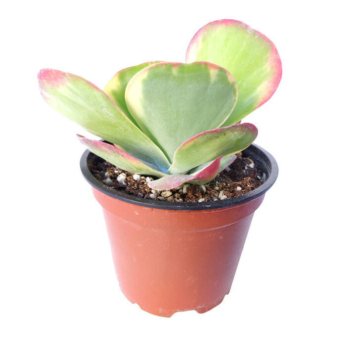 flea plant succulent Paddle Plant (Flapjacks) | Kalanchoe luciae 'Fantastic' Succulent