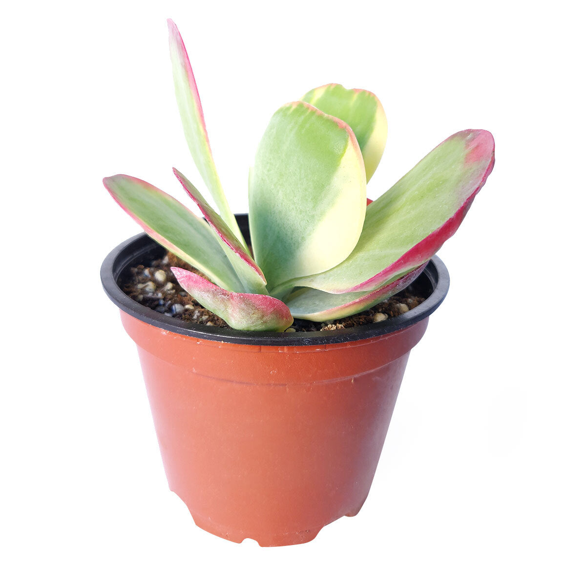 variegated flapjack succulent Paddle Plant (Flapjacks) | Kalanchoe luciae 'Fantastic' Succulent