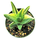 Variegated aloe for sale, succulents shop in California, succulent care, how to grow succulents, succulents garden, Succulents shop near me, Rare succulents, cactus, succulent care tips
