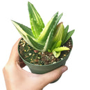 Variegated aloe for sale, succulents shop in California, succulent care, how to grow succulents, succulents garden, Succulents shop near me, Rare succulents, cactus, succulent care tips