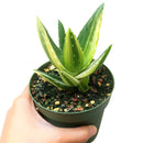 Variegated aloe for sale, succulents shop in California, succulent care, how to grow succulents, succulents garden, Succulents shop near me, Rare succulents, cactus, succulent care tips