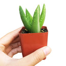 Variegated aloe for sale, succulents shop in California, succulent care, how to grow succulents, succulents garden, Succulents shop near me, Rare succulents, cactus, succulent care tips
