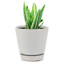 succulent care, how to grow succulents, succulents garden, Succulents shop near me, Rare succulents, cactus, succulent care tips, Variegated aloe in California, How to grow Variegated aloe