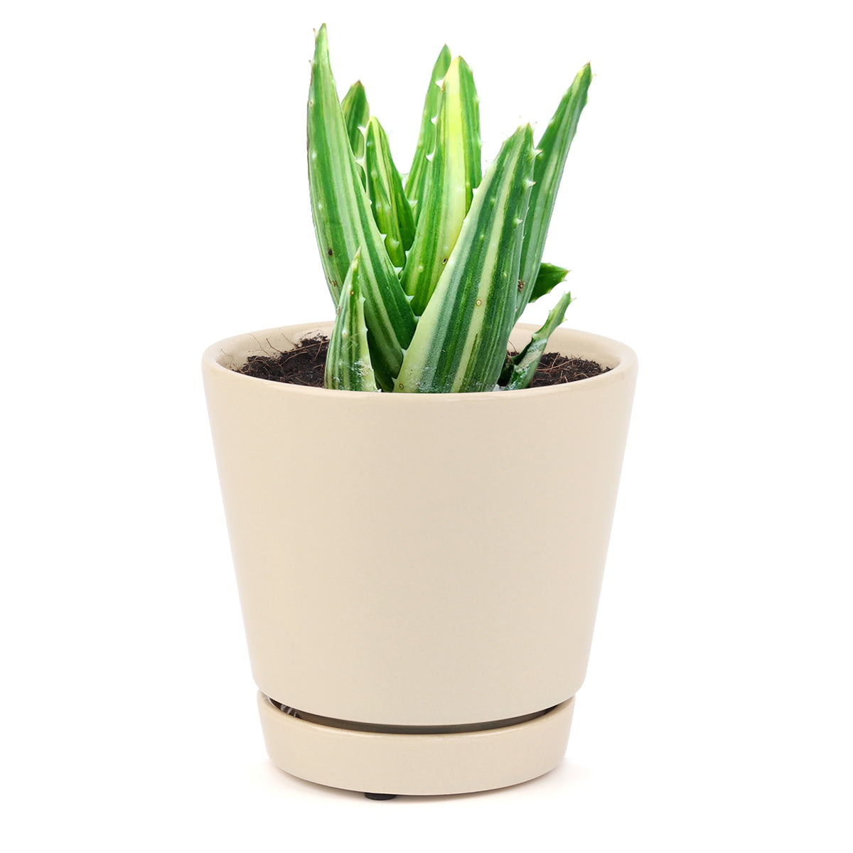 Variegated aloe for sale, succulents shop in California, succulent care, how to grow succulents, succulents garden, Succulents shop near me, Rare succulents, cactus, succulent care tips