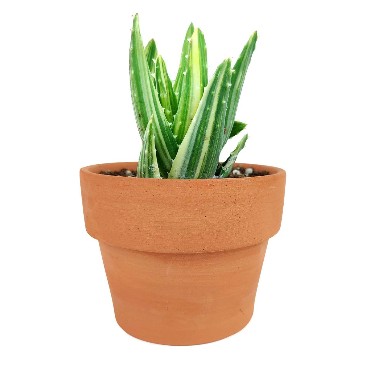 succulent care, how to grow succulents, succulents garden, Succulents shop near me, Rare succulents, cactus, succulent care tips, Variegated aloe in California, How to grow Variegated aloe