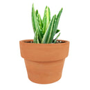 succulent care, how to grow succulents, succulents garden, Succulents shop near me, Rare succulents, cactus, succulent care tips, Variegated aloe in California, How to grow Variegated aloe