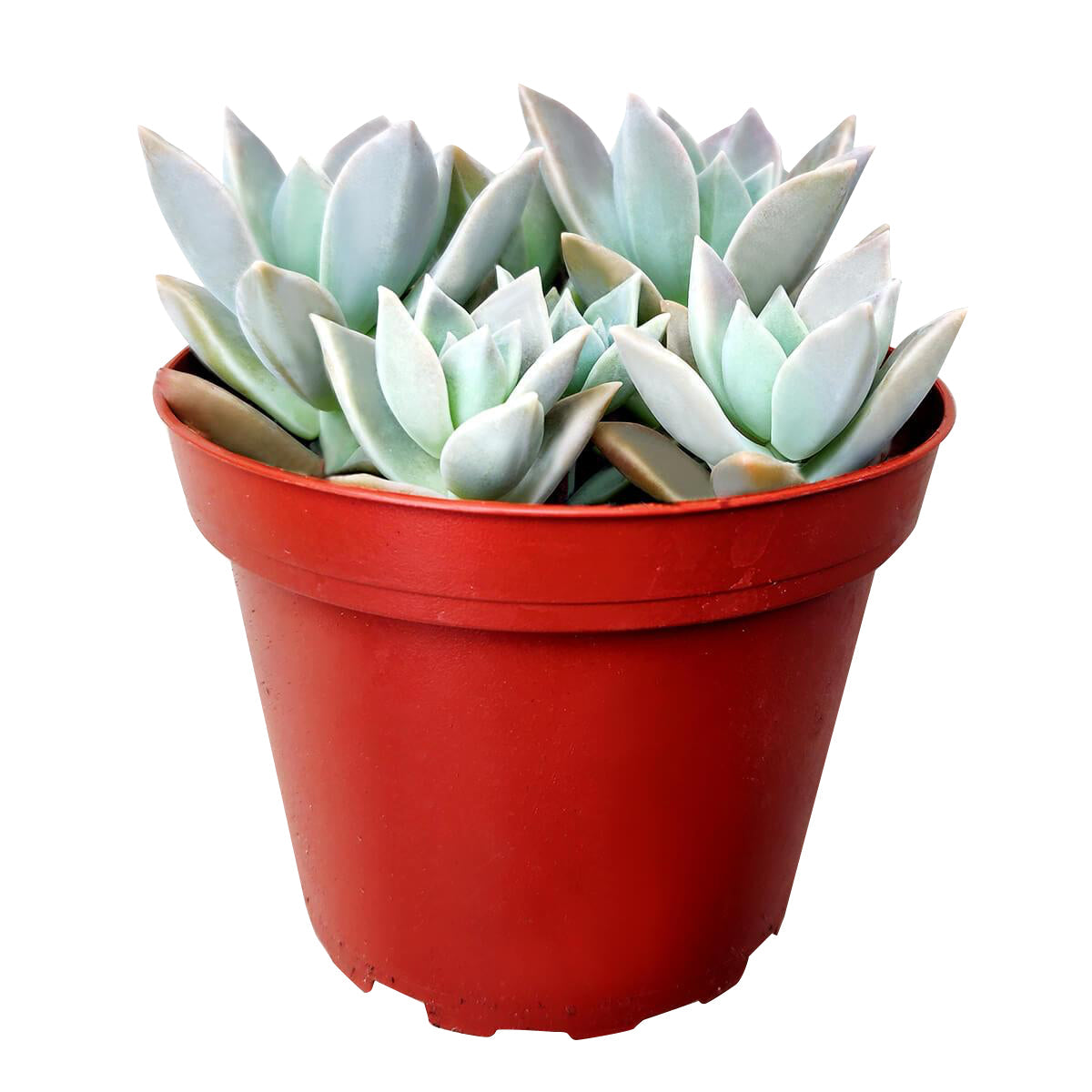 variegated ghost succulent for sale, graptopetalum ghost plant, monthly succulents, succulent care, succulents store in CA, cactus, succulents shop in California, Succulents, Rare succulents, how to grow succulents, variegated graptopetalum ghost in California, How to grow variegated graptopetalum ghost, rare succulents, rare succulents for sale, unique succulents, buy succulents online, rare succulent, succulent shop, unusual succulents, succulent store, succulents online 