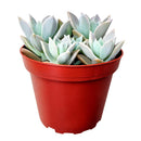 variegated ghost succulent for sale, graptopetalum ghost plant, monthly succulents, succulent care, succulents store in CA, cactus, succulents shop in California, Succulents, Rare succulents, how to grow succulents, variegated graptopetalum ghost in California, How to grow variegated graptopetalum ghost, rare succulents, rare succulents for sale, unique succulents, buy succulents online, rare succulent, succulent shop, unusual succulents, succulent store, succulents online