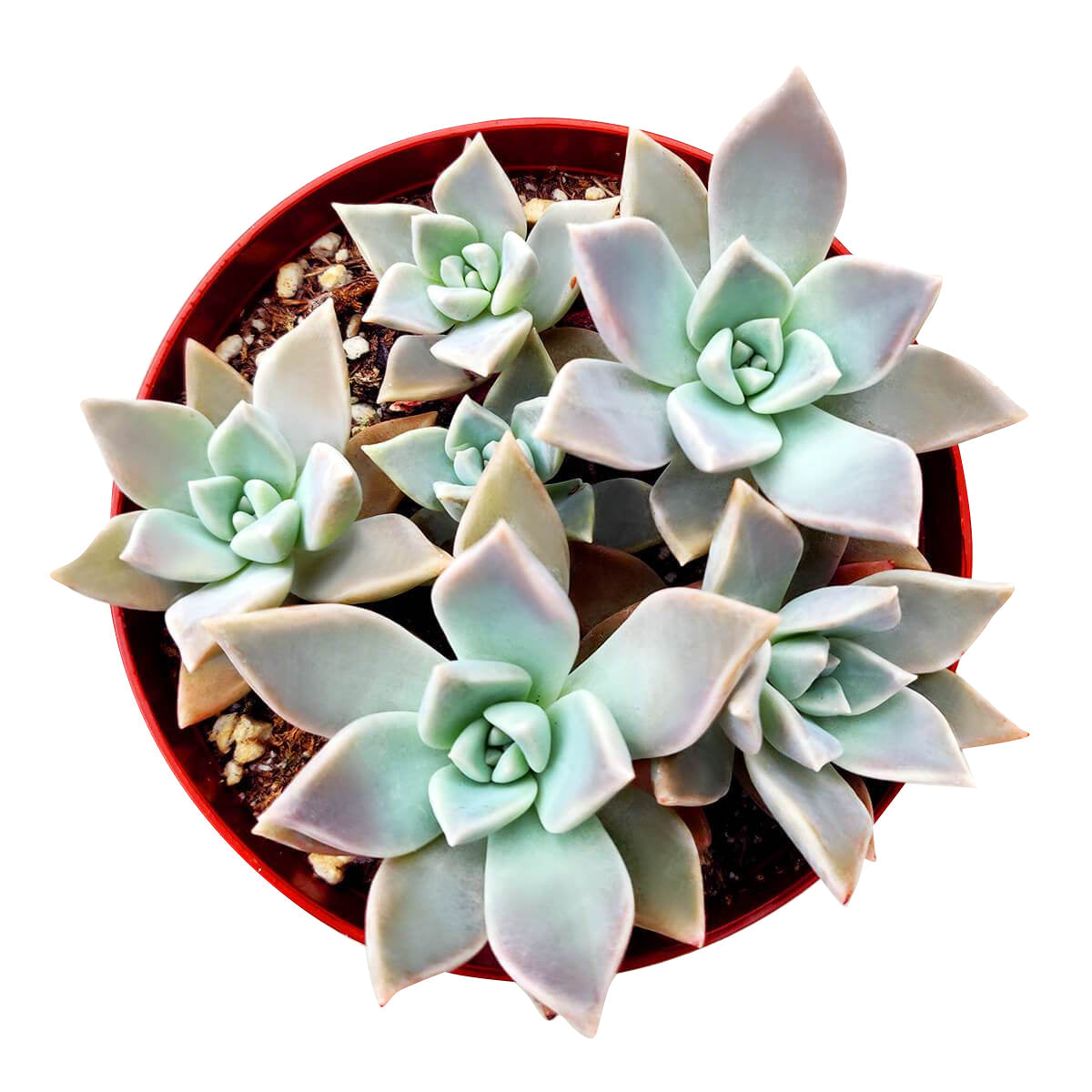 variegated ghost succulent Variegated Ghost Plant - Spooky Halloween Succulent Decor Ideas