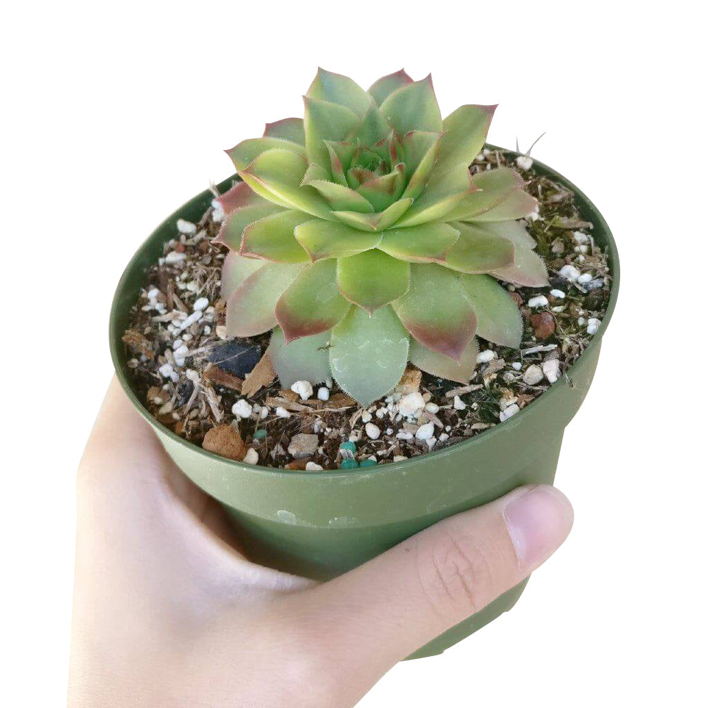 sempervivum succulents for sale Variegated Sempervivum Hen and Chicks Succulent for Sale