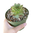 variegated sempervivum for sale, indoor succulents, monthly succulents, cactus, Succulents shop near me, how to grow succulents, succulent care guide, succulent care, Rare succulents, Variegated Sempervivum in California, How to grow Variegated Sempervivum. indoor succulents.