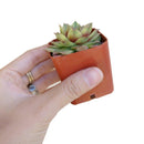 variegated sempervivum for sale, indoor succulents, monthly succulents, cactus, Succulents shop near me, how to grow succulents, succulent care guide, succulent care, Rare succulents, Variegated Sempervivum in California, How to grow Variegated Sempervivum. indoor succulents.