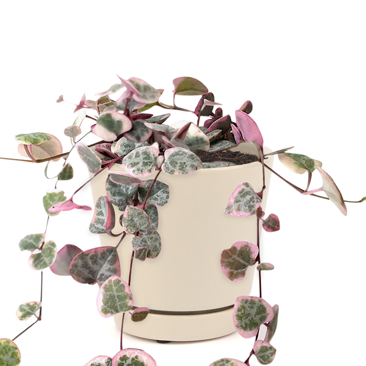 Variegated String of Hearts in California, How to grow Variegated String of Hearts, succulent plant, succulent subscription, succulents store in CA, Rare succulents, succulents shop in California, Tips for growing Variegated String of Hearts indoor home garden, Succulents, succulent care tips, cactus