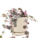  succulent subscription, succulents store in CA, Rare succulents, succulents shop in California