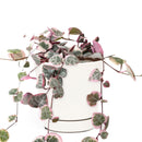  succulent subscription, succulents store in CA, Rare succulents, succulents shop in California