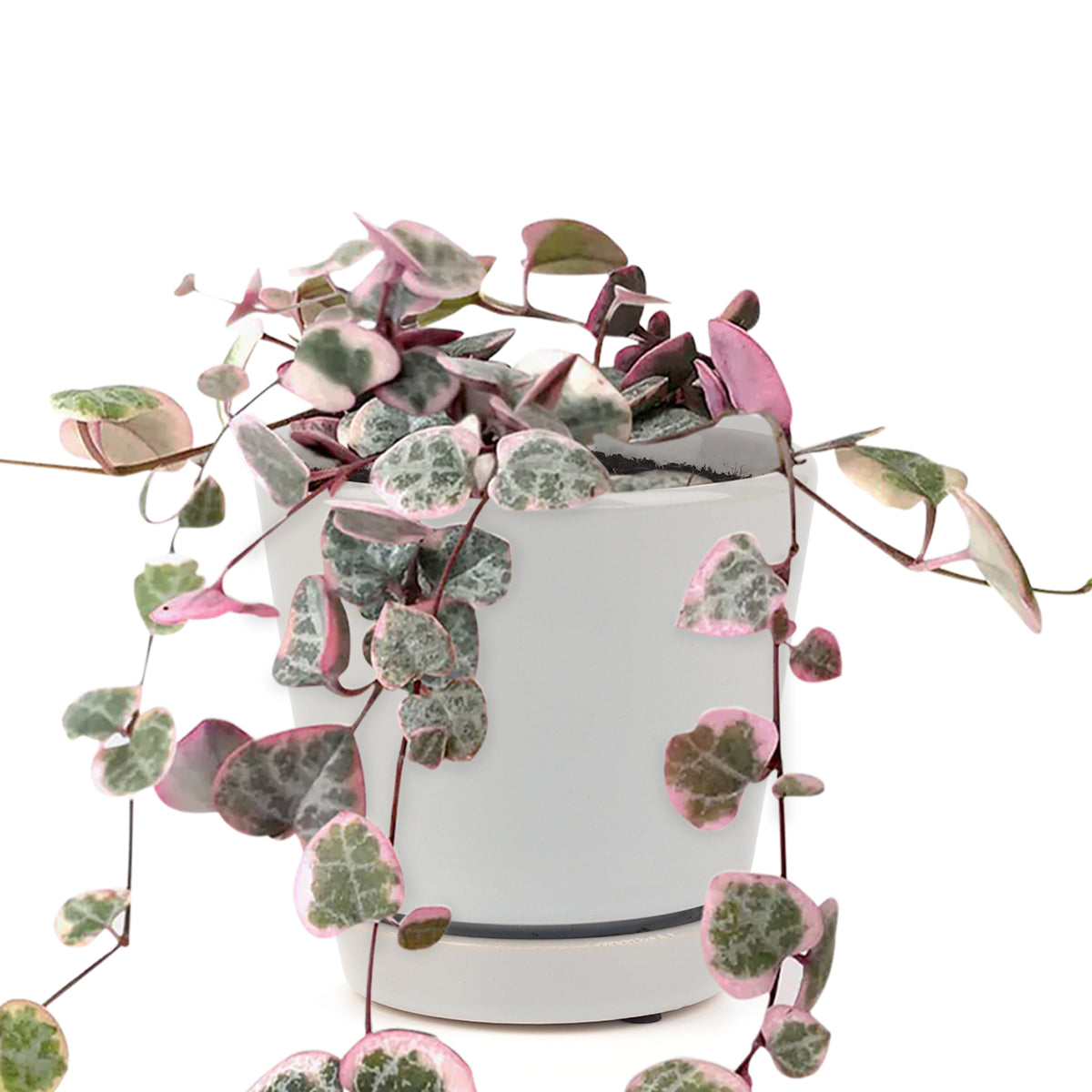 Tips for growing Variegated String of Hearts indoor home garden, Succulents, succulent plant, succulent subscription, succulents store in CA, Rare succulents, succulents shop in California