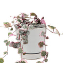  succulent subscription, succulents store in CA, Rare succulents, succulents shop in California