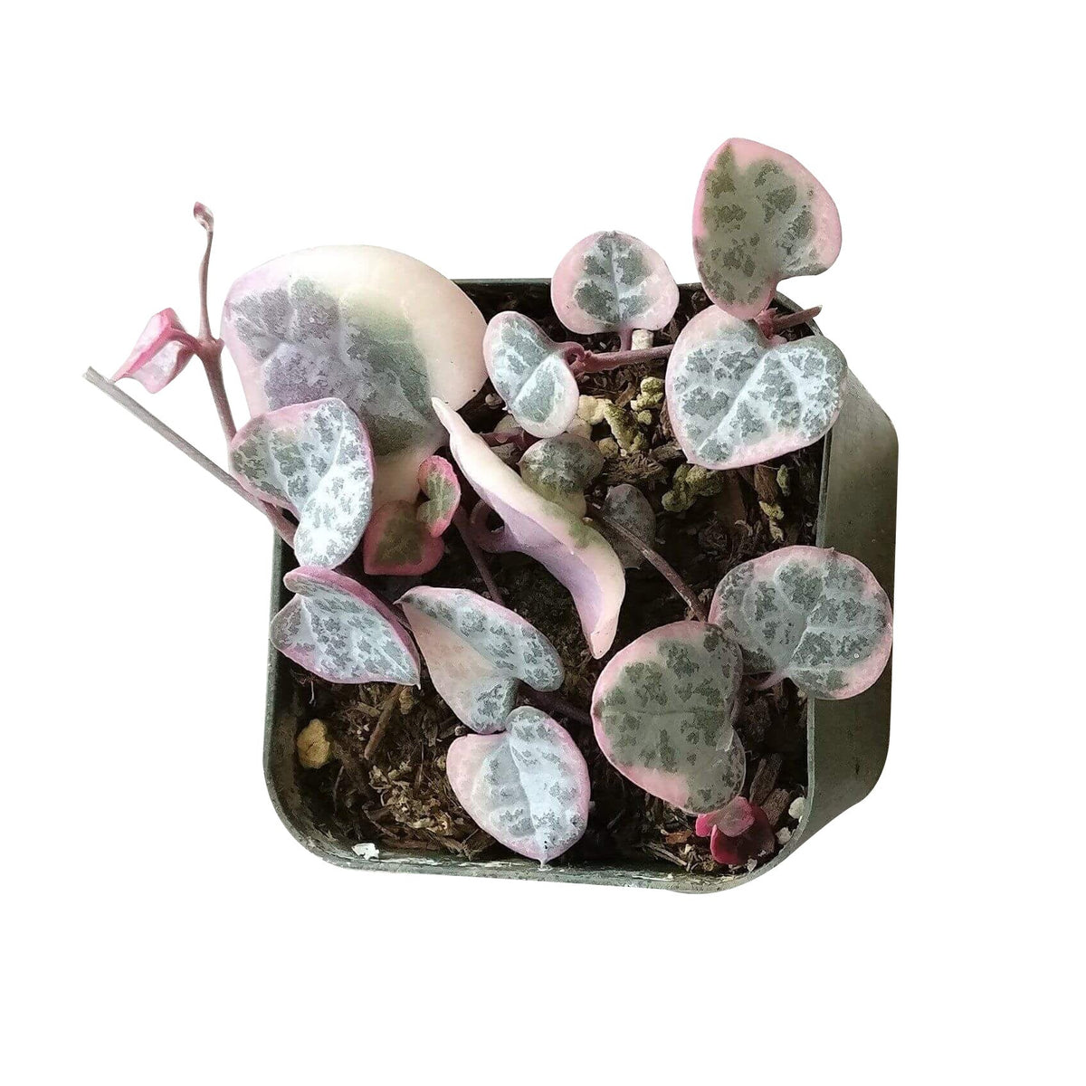 String of Hearts Variegated