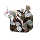 String of Hearts Variegated