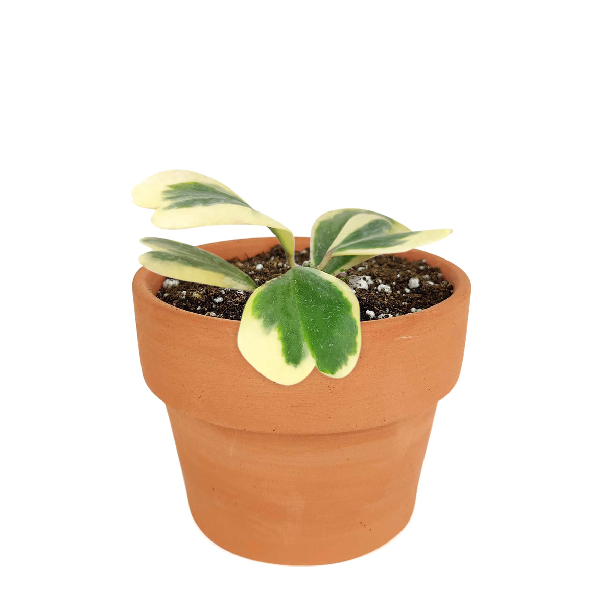 hoya for gift, hoya care guide, Variegated Trailing Hoya Kerrii Heart, Heart-Shaped Succulents for Valentine&#39;s Day