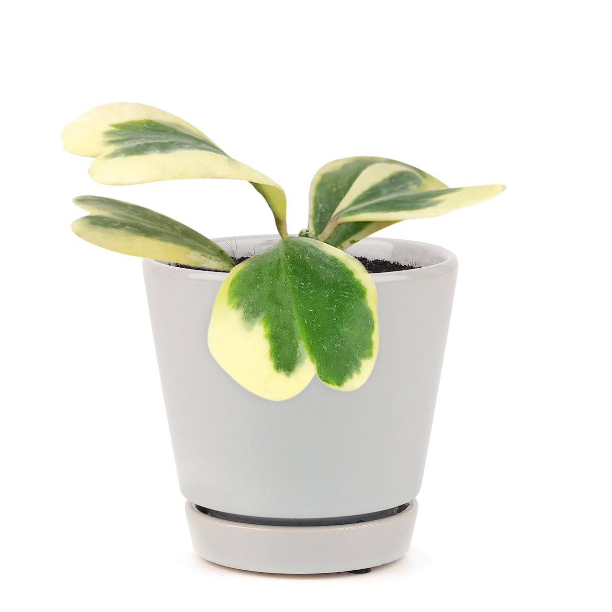  hoya for gift, hoya care guide, Variegated Trailing Hoya Kerrii Heart, Heart-Shaped Succulents for Valentine&#39;s Day