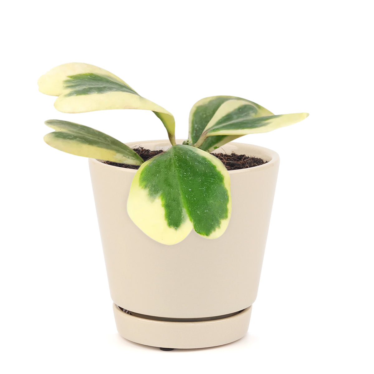 Valentine Hoya Variegated, how to care for Variegated Hoya Heart, heart-shaped houseplant, hoya for Valentine&#39;s Day