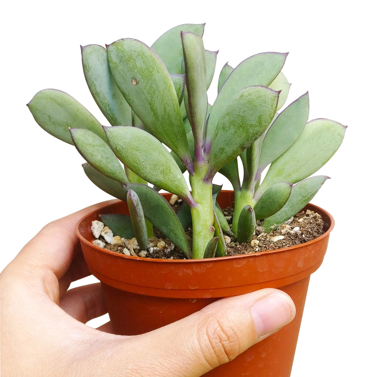 succulent with long flat leaves Vertical Leaf Senecio Crassissimus Succulent | Care Guide