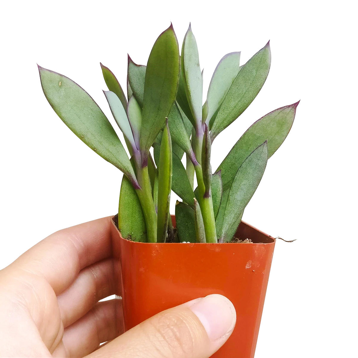 succulent brown stem green leaves Vertical Leaf Senecio Crassissimus Succulent | Care Guide