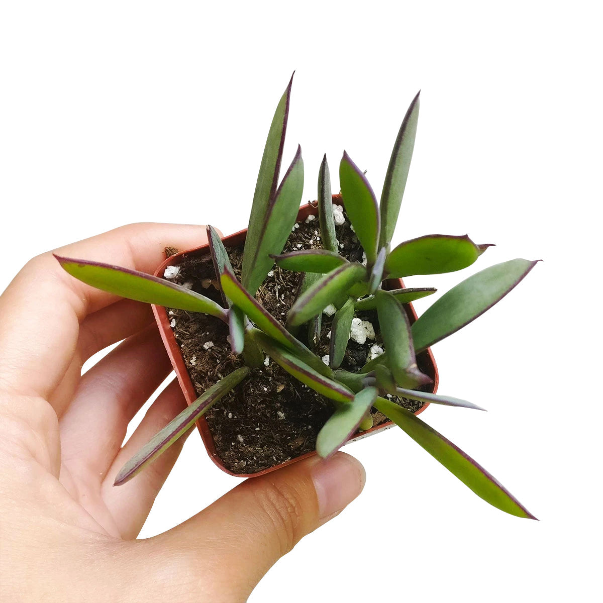 vertical leaf succulent Vertical Leaf Senecio Crassissimus Succulent | Care Guide