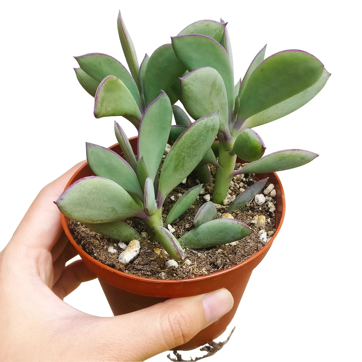 wide leaf succulent Vertical Leaf Senecio Crassissimus Succulent | Care Guide
