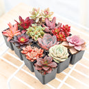 Valentine’s Day succulent gift, Romantic indoor plant set, Unique Valentine's gift for her/him, 2-inch succulent variety pack, Easy-care Valentine’s plants, eco-friendly Valentine’s gift, small succulent pack for office