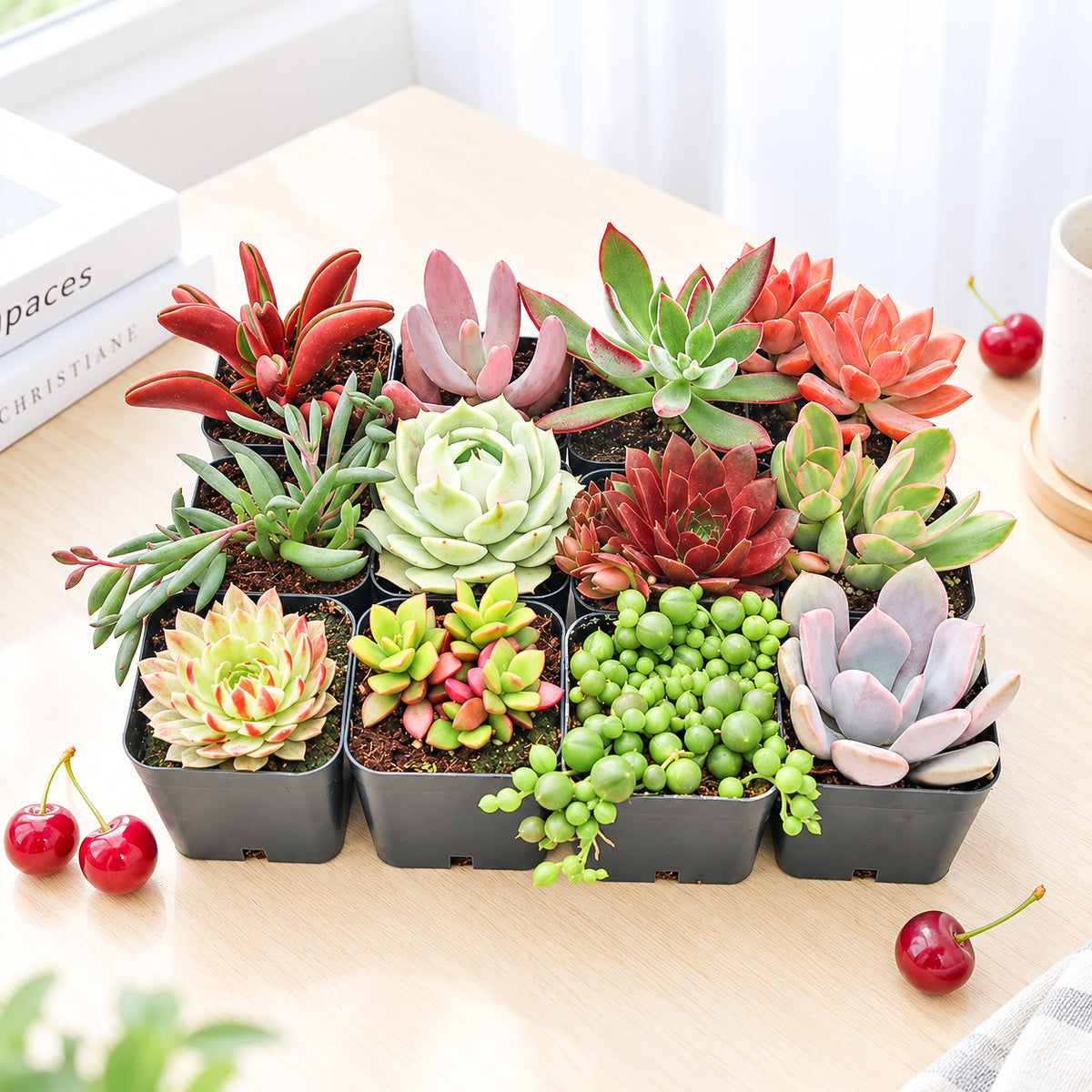 Buy Valentine Succulent Pack online. A charming mix of live succulents, perfect for Valentine’s Day gifts, romantic surprises, and thoughtful plant lovers.