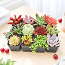 Valentine’s Day succulent gift, Romantic indoor plant set, Unique Valentine's gift for her/him, 2-inch succulent variety pack, Easy-care Valentine’s plants, eco-friendly Valentine’s gift, small succulent pack for office