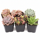 Valentine’s Day succulent gift, Romantic indoor plant set, Unique Valentine's gift for her/him, 2-inch succulent variety pack, Easy-care Valentine’s plants, eco-friendly Valentine’s gift, small succulent pack for office