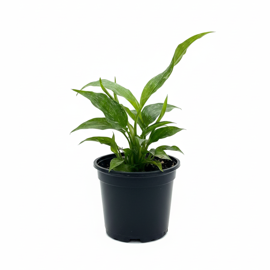 variegated Spathiphyllum 4 inch pot, Domino Peace Lily, rare indoor plants, variegated foliage plants, Spathiphyllum Domino price, collector houseplants
