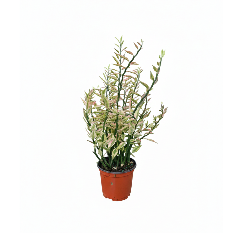 6 inch Variegated Devil's Backbone Euphorbia Catus, indoor succulents, buy succulents online, Variegated Devil's Backbone Euphorbia Catus for sale