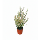 6 inch Variegated Devil's Backbone Euphorbia Catus, indoor succulents, buy succulents online, Variegated Devil's Backbone Euphorbia Catus for sale