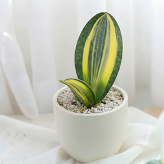 sharks fin snake plant Variegated Shark Fin Snake Plant