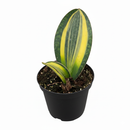 Variegated Shark Fin Snake Plant - Sansevieria - Live Houseplant