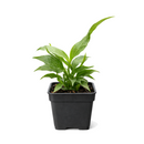 Spathiphyllum Domino plant in 6 inch grower pot for sale, variegated peace lily, rare peace lily for sale, ruffled leaf plant, white variegated houseplant, air purifying plants, live indoor tropicals