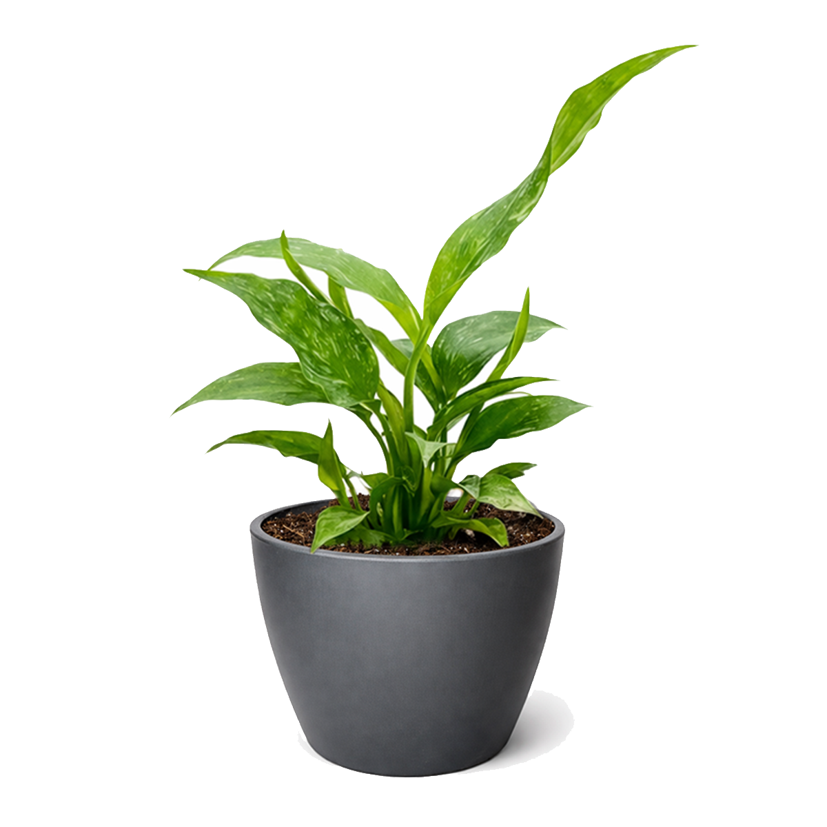 Spathiphyllum Domino plant in 6 inch grower pot for sale, variegated peace lily, rare peace lily for sale, ruffled leaf plant, white variegated houseplant, air purifying plants, live indoor tropicals