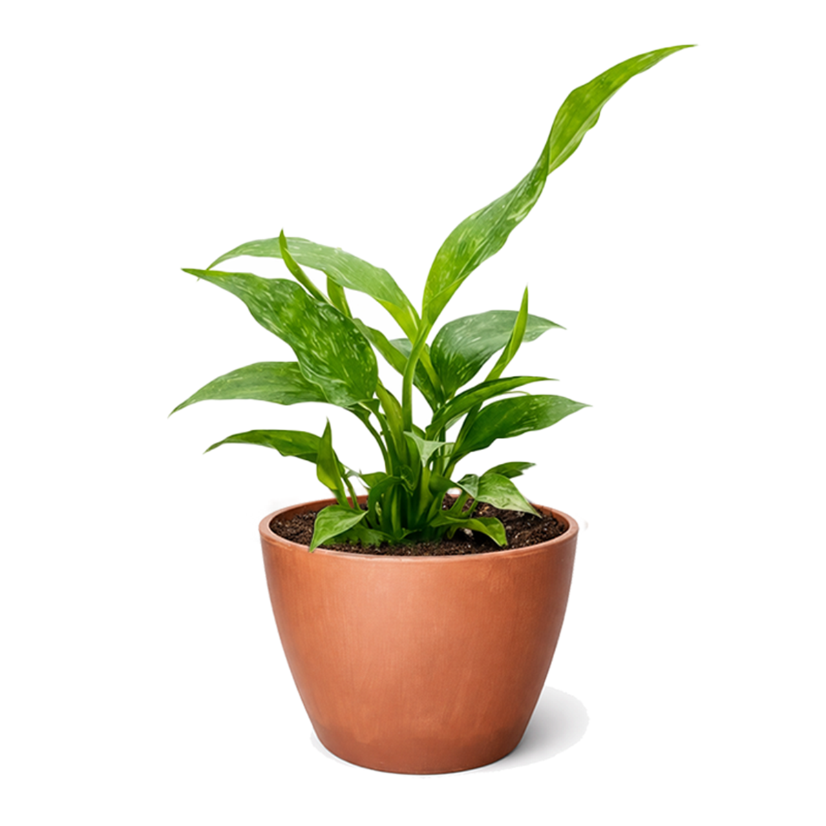 Spathiphyllum Domino plant in 6 inch grower pot for sale, variegated peace lily, rare peace lily for sale, ruffled leaf plant, white variegated houseplant, air purifying plants, live indoor tropicals