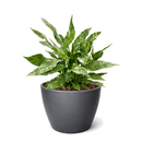 Spathiphyllum Domino plant in 6 inch grower pot for sale, variegated peace lily, rare peace lily for sale, ruffled leaf plant, white variegated houseplant, air purifying plants, live indoor tropicals