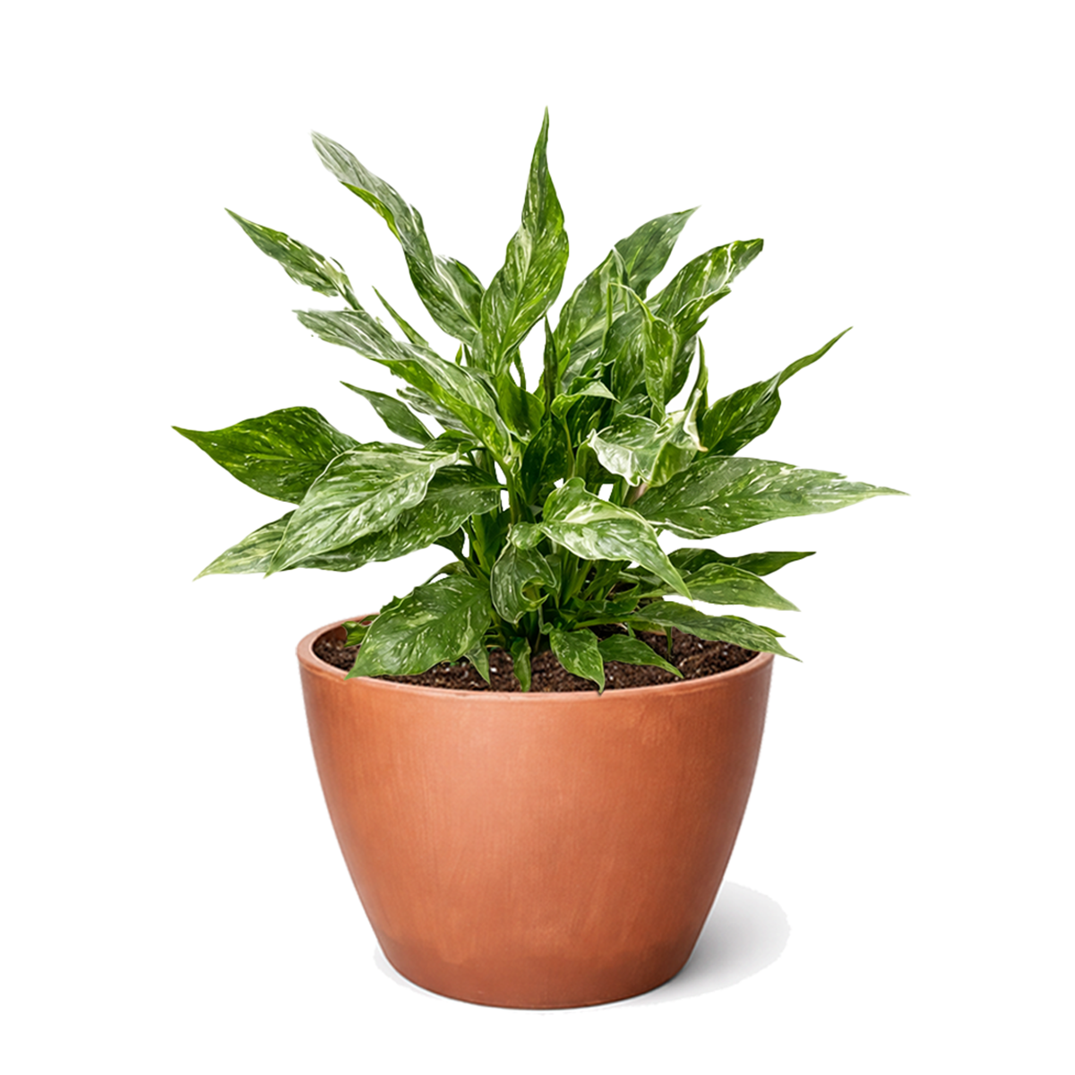 Spathiphyllum Domino plant in 6 inch grower pot for sale, variegated peace lily, rare peace lily for sale, ruffled leaf plant, white variegated houseplant, air purifying plants, live indoor tropicals