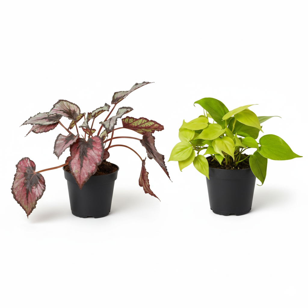 Velvet Forest for sale, velvet forest moss terrarium indoor plant arrangement, velvet forest moss garden easy care indoor greenery, velvet forest miniature landscape for shelf display