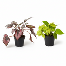 Buy Velvet Forest online, velvet forest botanical decor for office desk, velvet forest indoor greenery gift for relaxation, velvet forest live moss garden decorative indoor display