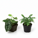 Buy Velvet Forest online, velvet forest botanical decor for office desk, velvet forest indoor greenery gift for relaxation, velvet forest live moss garden decorative indoor display