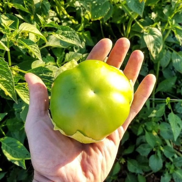 growing fresh, tangy Tomatillo Verde with this healthy 1-gallon plant